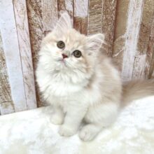 女子感あふれるスコティッシュちゃん🧡2025年9月7日生まれ　女の子