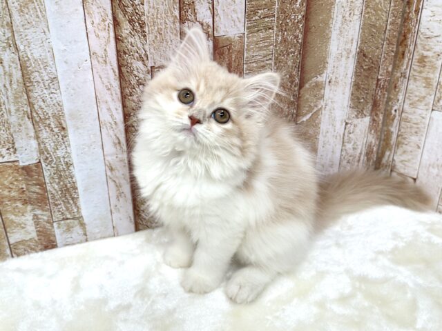 女子感あふれるスコティッシュちゃん🧡2025年9月7日生まれ 女の子 スコティッシュフォールド