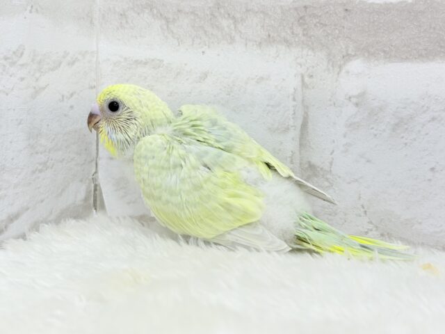わくわく☆将来が楽しみ🐣🍬セキセイインコ(パステルカラーレインボー) ヒナ セキセイインコ