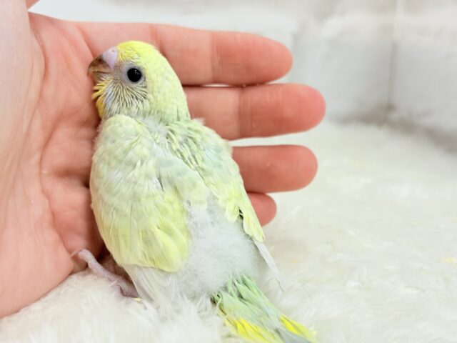 わくわく☆将来が楽しみ🐣🍬セキセイインコ(パステルカラーレインボー) ヒナ セキセイインコ