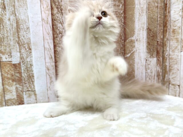 女子感あふれるスコティッシュちゃん🧡2025年9月7日生まれ 女の子 スコティッシュフォールド