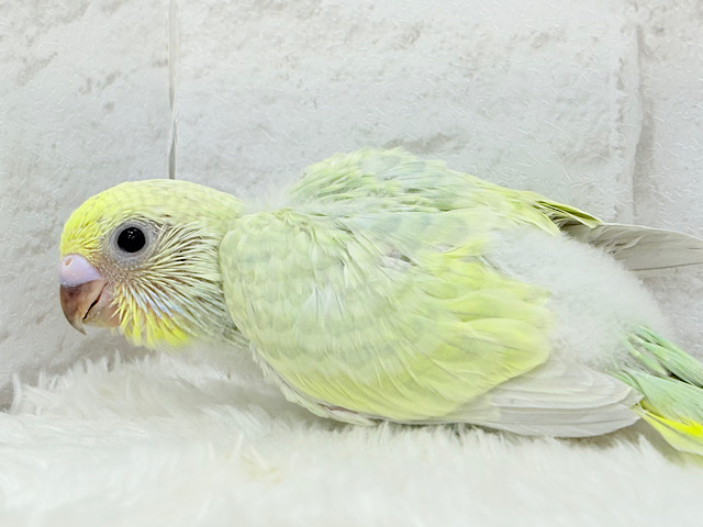 わくわく☆将来が楽しみ🐣🍬セキセイインコ(パステルカラーレインボー) ヒナ わくわく☆将来が楽しみ🐣🍬セキセイインコ(パステルカラーレインボー) ヒナ