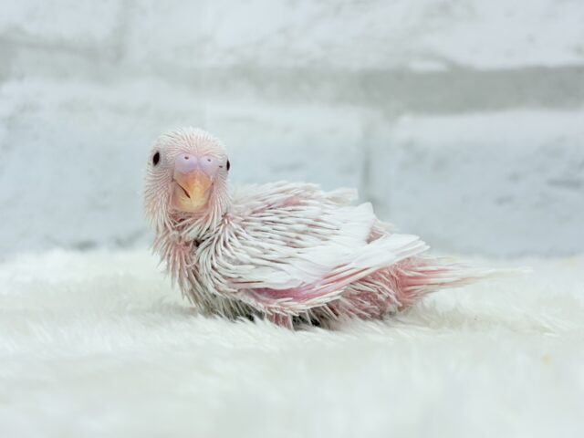 キラッキラおめめ♡セキセイインコ(アルビノ) ヒナ セキセイインコ