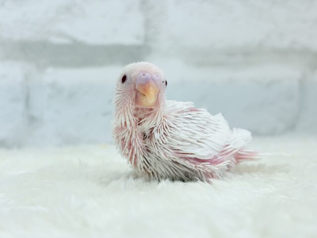 キラッキラおめめ♡セキセイインコ(アルビノ) ヒナ セキセイインコ