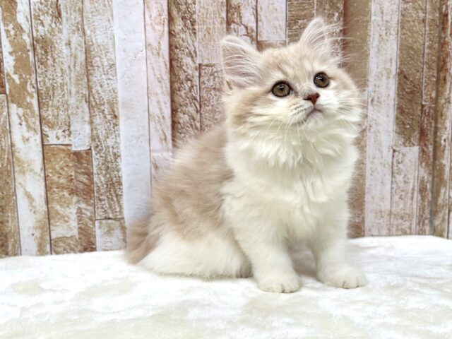 女子感あふれるスコティッシュちゃん🧡2025年9月7日生まれ 女の子 スコティッシュフォールド