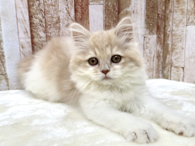 女子感あふれるスコティッシュちゃん🧡2025年9月7日生まれ 女の子 スコティッシュフォールド