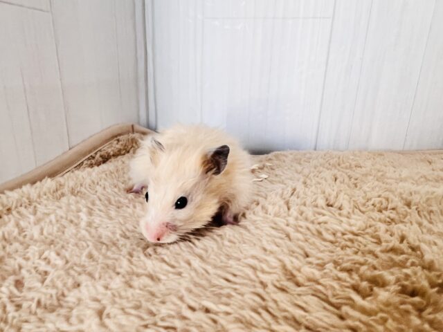 ゴールデンハムスター