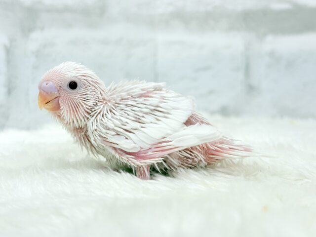 キラッキラおめめ♡セキセイインコ(アルビノ) ヒナ セキセイインコ