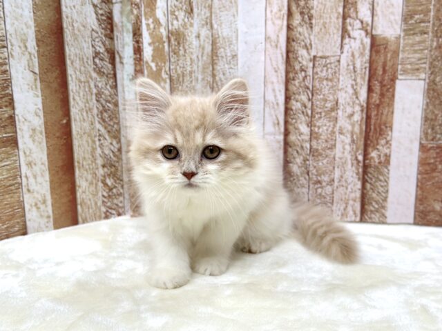 女子感あふれるスコティッシュちゃん🧡2025年9月7日生まれ 女の子 スコティッシュフォールド