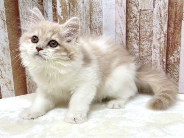 女子感あふれるスコティッシュちゃん🧡2025年9月7日生まれ 女の子 スコティッシュフォールド