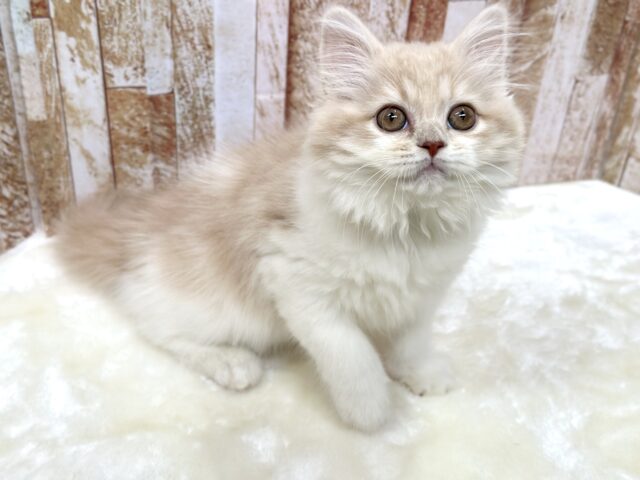 女子感あふれるスコティッシュちゃん🧡2025年9月7日生まれ 女の子 スコティッシュフォールド