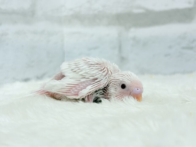 キラッキラおめめ♡セキセイインコ(アルビノ) ヒナ セキセイインコ