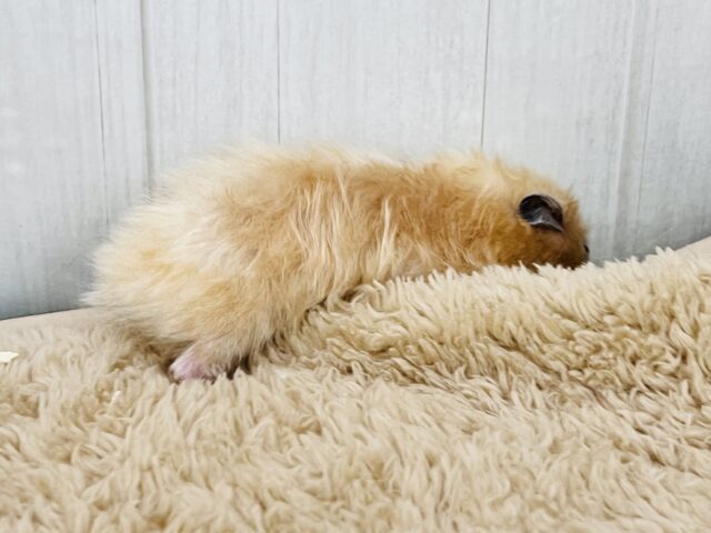 ゴールデンハムスター