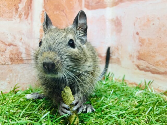 好奇心旺盛!!🔥🔥🔥 デグー(アグーチ) デグー