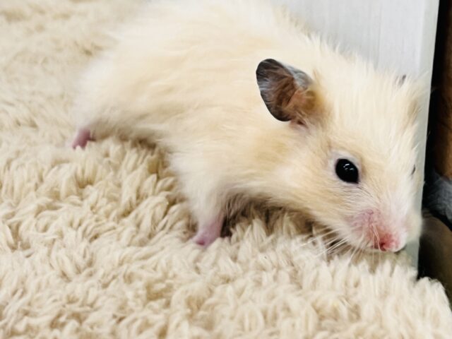 美ヘアー💛ｷﾗｷﾗ✨ﾂﾔﾂﾔ🌟宝石の様に輝くサテンハムスター🐹