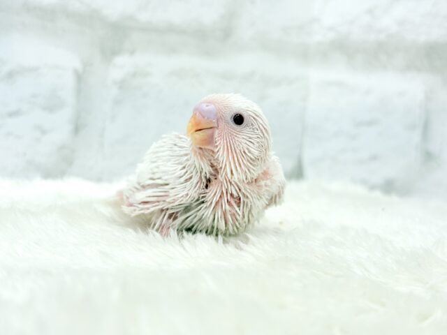 キラッキラおめめ♡セキセイインコ(アルビノ) ヒナ セキセイインコ