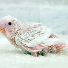 キラッキラおめめ♡セキセイインコ(アルビノ) ヒナ