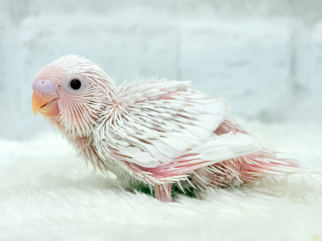 キラッキラおめめ♡セキセイインコ(アルビノ) ヒナ キラッキラおめめ♡セキセイインコ(アルビノ) ヒナ