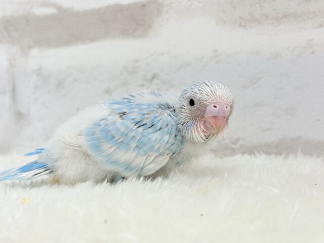 ひと足早めのわた毛マフラー🧣・*セキセイインコ(スパングル) ヒナ セキセイインコ