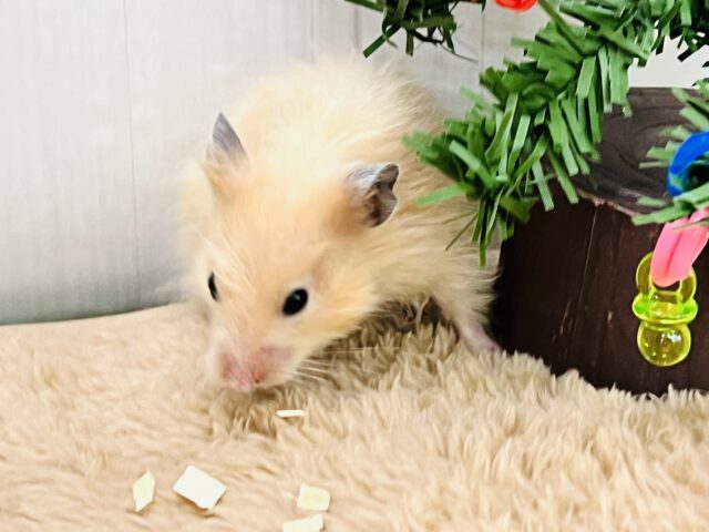ゴールデンハムスター