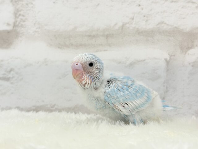 ひと足早めのわた毛マフラー🧣・*セキセイインコ(スパングル) ヒナ セキセイインコ