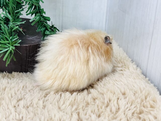 ゴールデンハムスター