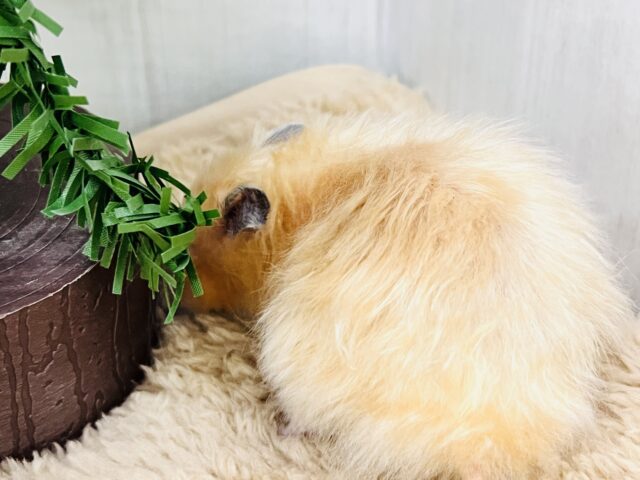 ゴールデンハムスター