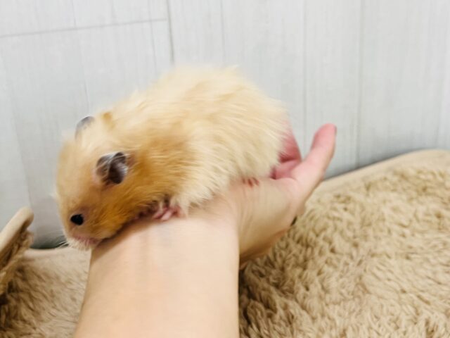 ゴールデンハムスター