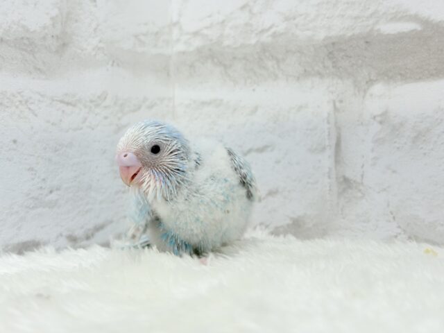 ひと足早めのわた毛マフラー🧣・*セキセイインコ(スパングル) ヒナ セキセイインコ