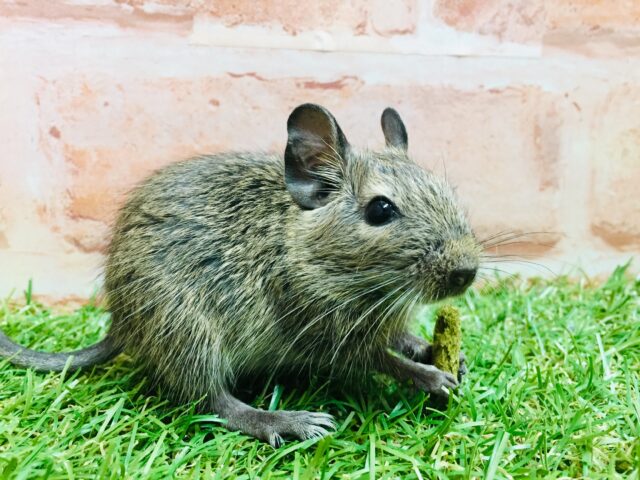 好奇心旺盛!!🔥🔥🔥 デグー(アグーチ) デグー