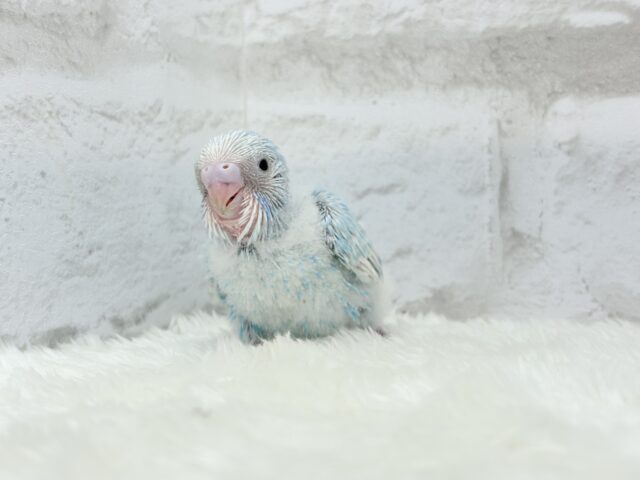 ひと足早めのわた毛マフラー🧣・*セキセイインコ(スパングル) ヒナ セキセイインコ