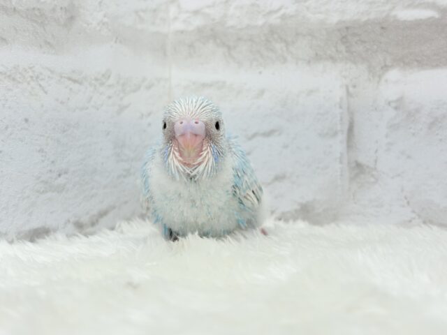 ひと足早めのわた毛マフラー🧣・*セキセイインコ(スパングル) ヒナ セキセイインコ