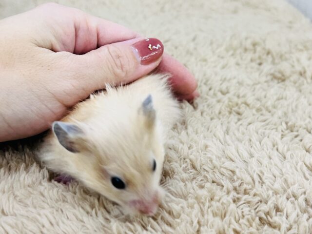 ゴールデンハムスター