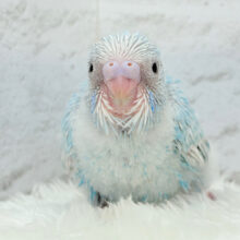 ひと足早めのわた毛マフラー🧣･*セキセイインコ(スパングル) ヒナ