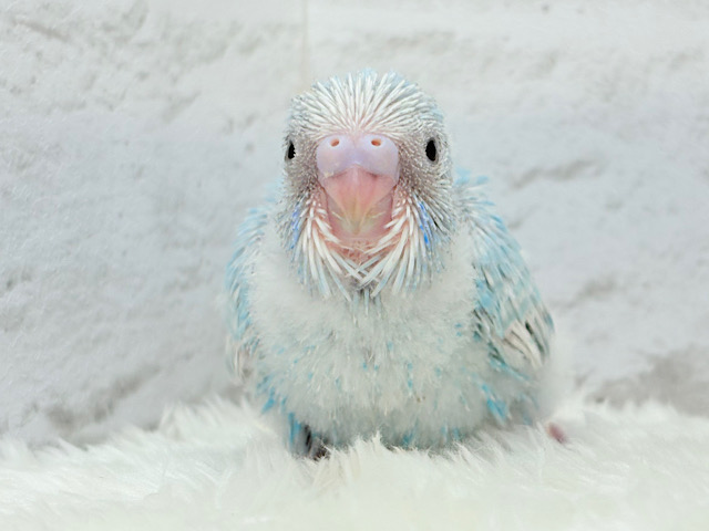 ひと足早めのわた毛マフラー🧣・*セキセイインコ(スパングル) ヒナ ひと足早めのわた毛マフラー🧣・*セキセイインコ(スパングル) ヒナ
