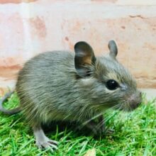 美しい色合いのデグーちゃんがやってきましたよ～💙💙💙　デグー（ブルー）