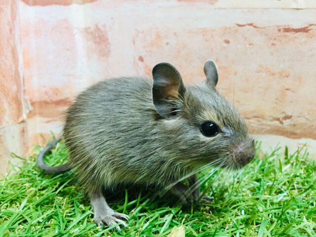 デグーフェア開催!!💛💛💛 デグー