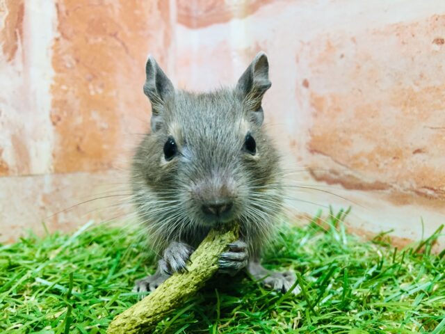 美しい色合いのデグーちゃんがやってきましたよ~💙💙💙 デグー(ブルー) デグー