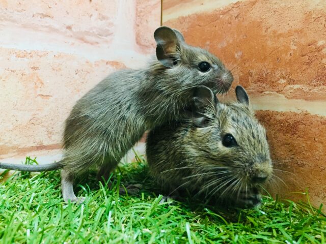 デグーフェア開催!!💛💛💛 デグー