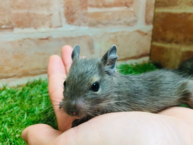 デグーフェア開催!!💛💛💛 デグー