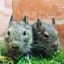 デグーフェア開催！！💛💛💛