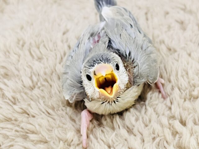 儚げな透明感✨激レア文鳥（アゲイト）の雛が入舎しました！！