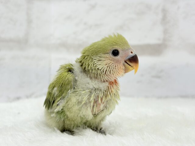 コザクラインコ（小桜インコ）