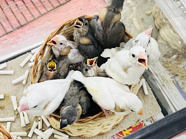 文鳥の詰め合わせ⁈文鳥フェア〜🪽