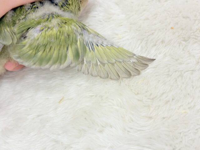 コザクラインコ（小桜インコ）