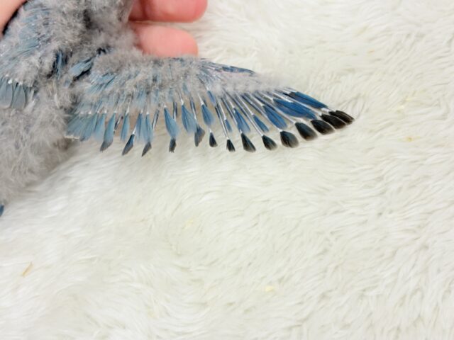 広くて深い海みたい🐣🌊コザクラインコ(ブルー) ヒナ コザクラインコ(小桜インコ)