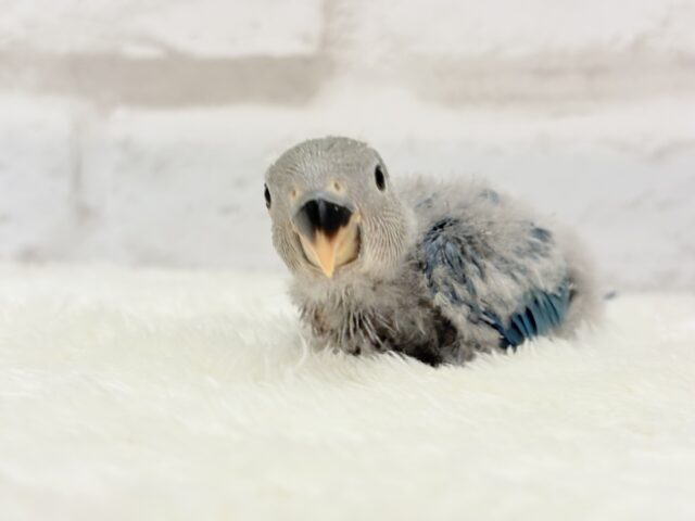 広くて深い海みたい🐣🌊コザクラインコ(ブルー) ヒナ コザクラインコ(小桜インコ)