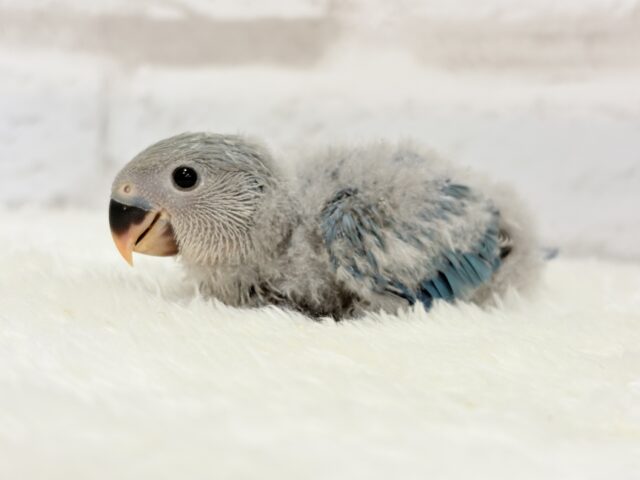 広くて深い海みたい🐣🌊コザクラインコ(ブルー) ヒナ コザクラインコ(小桜インコ)