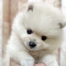 ふわふわポメラニアンくん🤍2025年9月20日生まれ　男の子