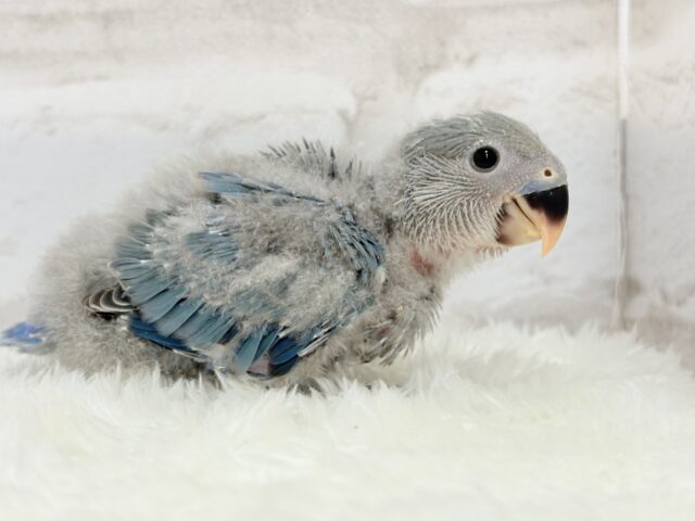 広くて深い海みたい🐣🌊コザクラインコ(ブルー) ヒナ コザクラインコ(小桜インコ)